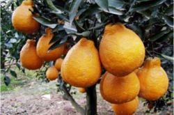 柑橘种植土配置标准是什么？