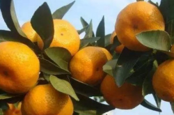 柑橘几月种植？