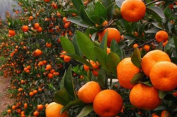 淅川柑橘种植条件是怎样的？