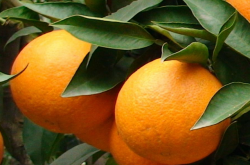 柑橘种植好处有哪些？