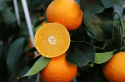 爱媛38柑橘苗种植过程是怎样的？