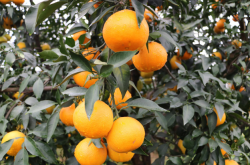 爱媛42号柑橘品种种植前景怎么样？