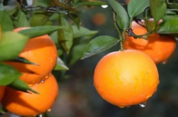 种植柑橘什么时候最好？