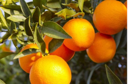 柑橘春季几月种植？