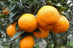 大雅1号柑橘种植前景怎么样？