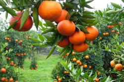 海拔1400米种植晚熟柑橘可行吗？