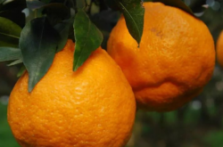 柑橘种植实用技术有哪些？