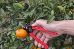 柑橘摘果剪如何使用？