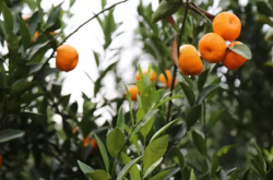 柑橘苗密植要注意什么？