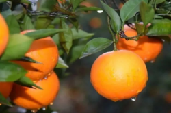 柑橘抽梢分为几种？