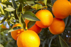柑橘剪枝怎么剪?