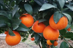 红美人柑橘种植前景是怎样的？