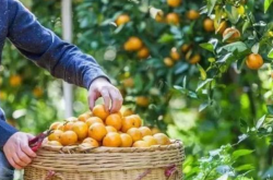 剪柑橘摘果器园艺剪刀好用吗？