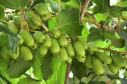 软枣猕猴桃价格是多少？