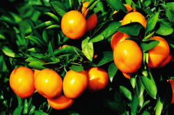 柑橘种植方向是怎样的？