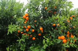 柑橘种植在什么地形上？