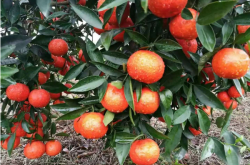 世纪红柑橘最佳种植月份是什么时候？