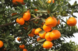 春见柑橘适合湖南种植吗？