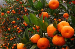 柑橘种植什么最赚钱？