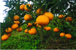 柑橘果园种植什么草好？