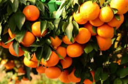 西班牙柑橘种植区气候是怎样的？