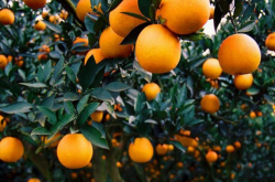 种植柑橘定主干原因是什么？