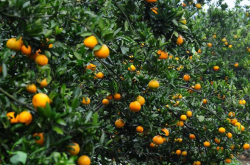 柑橘幼树自剪