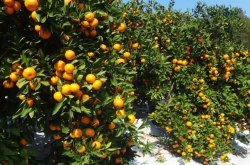 柑橘种植什么品种最好？