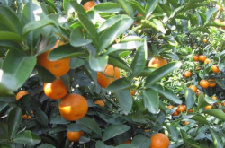 种植柑橘自然条件有哪些？