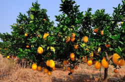 浙江柑橘的种植要点是什么？