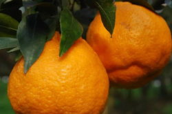 柑橘园种植成本收益是怎样的？
