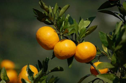 全国各省柑橘种植种类有哪些？
