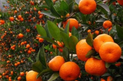 柑橘什么品种最好种植？