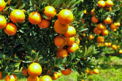 计划种植柑橘需要注意什么？