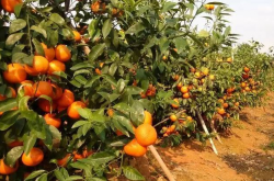 柑橘种植株行距要求是什么？