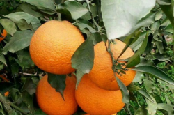 清见柑橘适合种植地区是哪里？