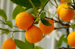 现在种植柑橘优势有哪些？