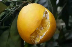 柑橘内裂如何预防？