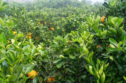 中国柑橘种植品种有哪些？