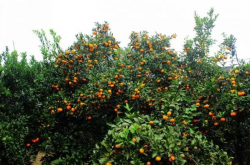广东地区柑橘种植概况是怎样的？