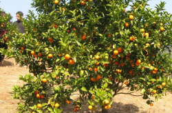 种植柑橘好处有哪些？