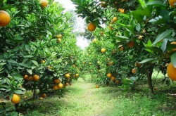柑橘种植区地形情况怎么样？