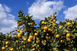 种植柑橘带来优点有什么？