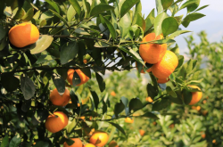 柑橘果园植株种植方式是怎样的？