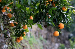 柑橘种植间距原因