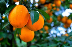 检测种植柑橘土壤如何操作？