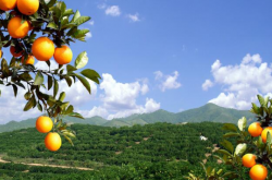 四川南部适宜种植柑橘品种有哪些？