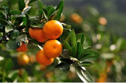 柑橘种植几年有收获？