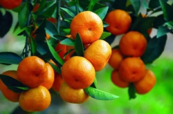 南阳盆地种植柑橘在减少水土流失吗？