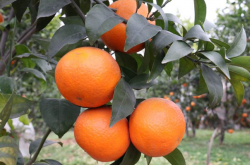 2017年大量种植柑橘后果是怎样的？